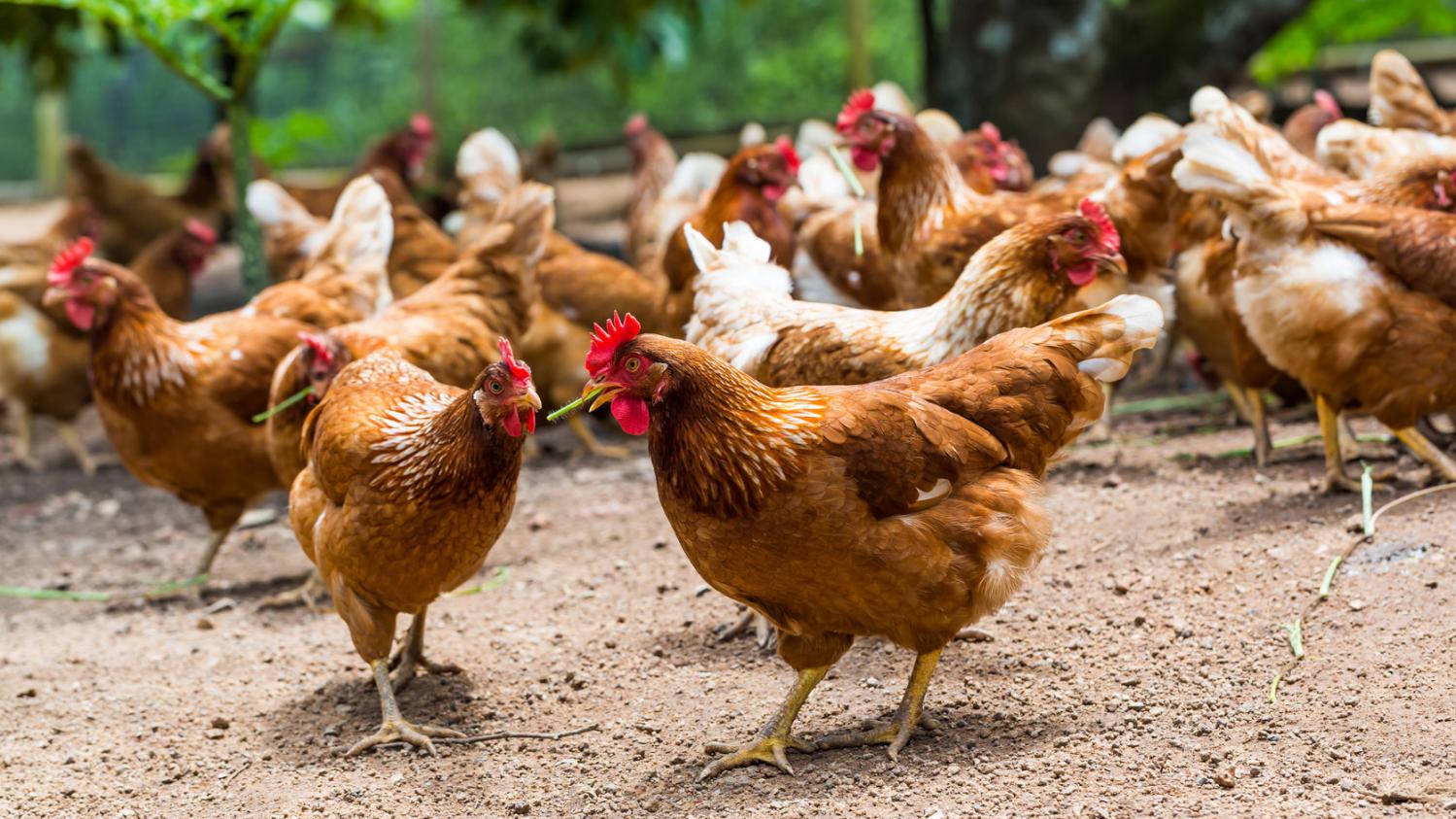 BTS Agriculture Tropicale Option Production Animale